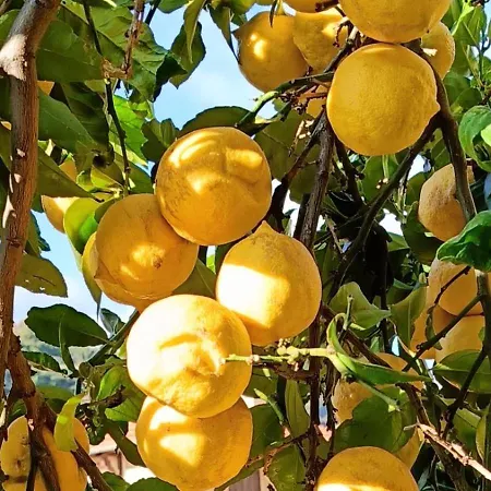 Villa-gaby Entiere Et Piscine * Menton
