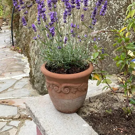 Villa-gaby Entière Et Piscine Menton