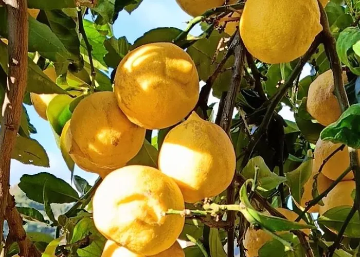 Villa-gaby Entiere Et Piscine * Menton